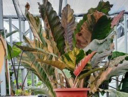 Anthurium Hookery Pink, Hybrid Baru Yang Lagi Trend