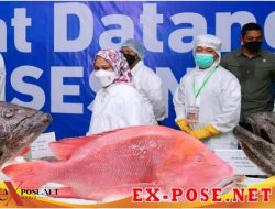Presiden RI Jokowi Tinjau Unit Pengolahan Budidaya Rumput Laut dan Ikan di Provinsi Maluku